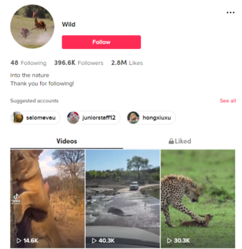 Buy Animal Wildlife TikTok Account with 390K Followers
