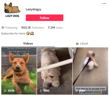 Buy Pets Dogs TikTok Account with 500K Followers