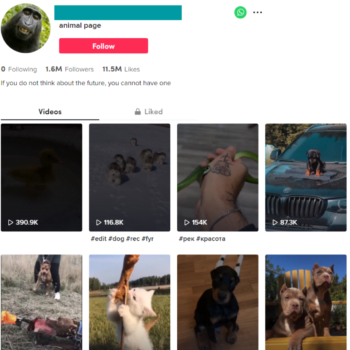 Buy Pets Animal TikTok Account with 1.6M Followers