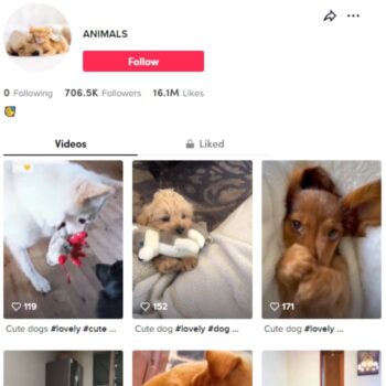 700k Pets Animal TikTok Account for sale