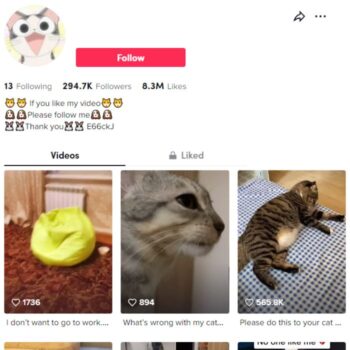 290K Pets Cats TikTok Account for sale