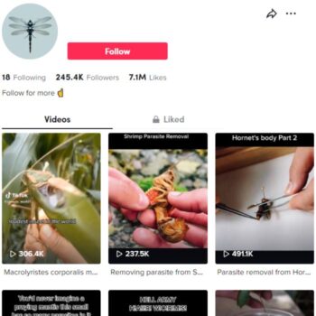 240K Entomology Insects TikTok Account for sale