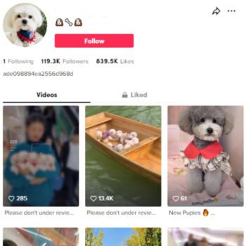 115K Pets Dogs TikTok Account for sale