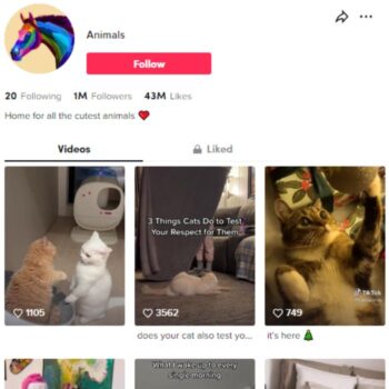 1M Cats Pets TikTok Account for sale