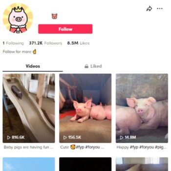 370K Rearing Pigs TikTok Account for sale