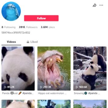 390K Wildlife Animals TikTok Account for sale