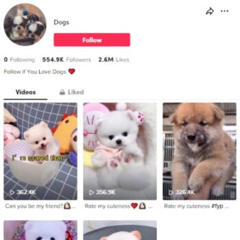 550K Pets Dogs TikTok Account for sale