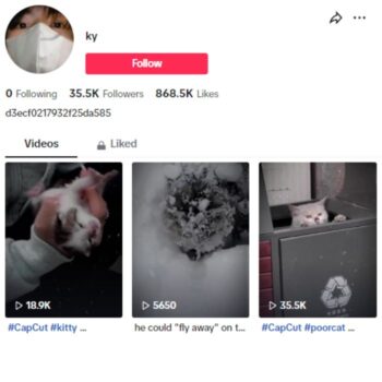35K Sad Cats TikTok Account for sale