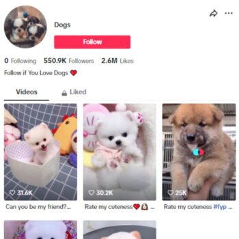 550K Cute Dogs TikTok Account for sale