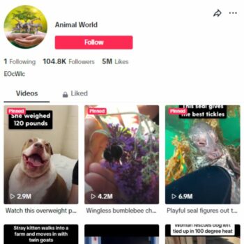 100K Pets Animals TikTok Account for sale