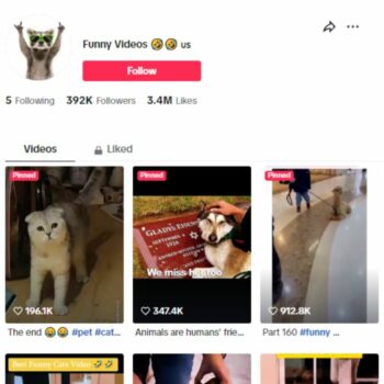 390K Cats Kittens TikTok Account for sale
