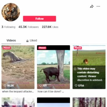 45K Animal Wildlife TikTok Account for sale