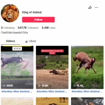 540K Wildlife Animals TikTok Account for sale