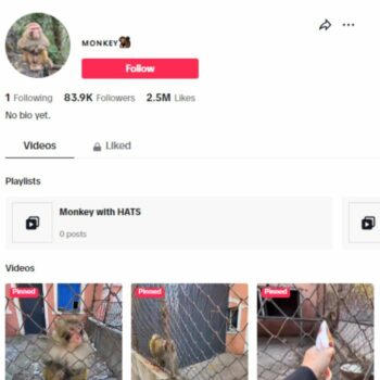 80K Monkey Animal TikTok Account for sale