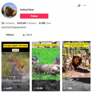 840K Animal Safari TikTok Account for sale