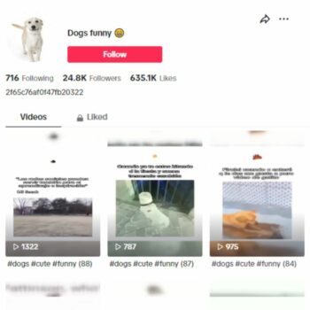 24K Pets Dogs TikTok Account for sale