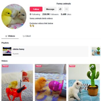 250K Cats Kittens TikTok Account for sale