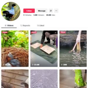 3.8M Birds Animals TikTok Account for sale