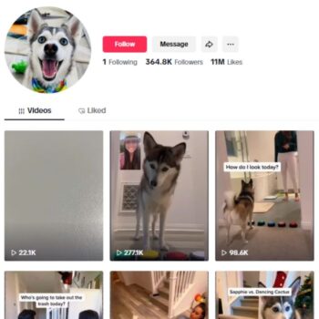 360K Husky Dogs Pets TikTok Account for sale
