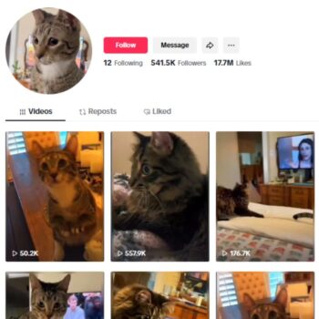 540K Pets Cats TikTok Account for sale