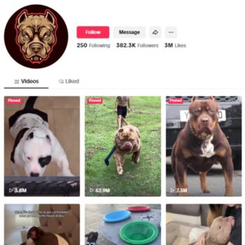 380K Pitbull Dogs Pets TikTok Account for sale