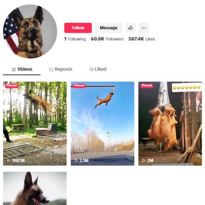 60K Dogs Malinois TikTok Account for sale