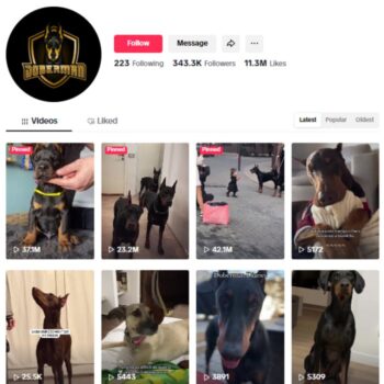 340K Dogs Pets TikTok Account for sale