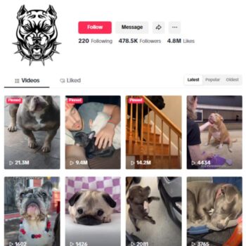 470K Pitbull Dogs Pets TikTok Account for sale