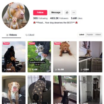 480K Pitbull Dogs Puppies TikTok Account for sale