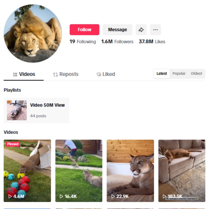 1.6M Puma Big Cat TikTok Account for sale